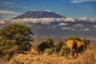 Kilimanjaro in morning with Elephant-Amboseli National Park-Africa Art Print
